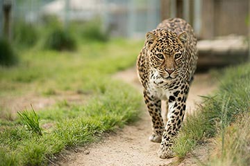 Savannah Leopard, photo by Kevin Robinson