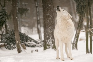 wolves_trekkie