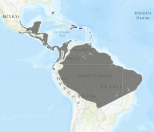 Range Map: Common Green Iguana