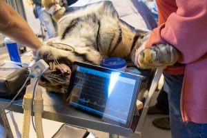 A tiger being monitored during surgery
