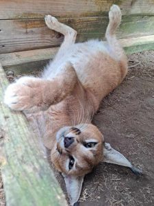 A caracal rolls onto her back and looks at camera