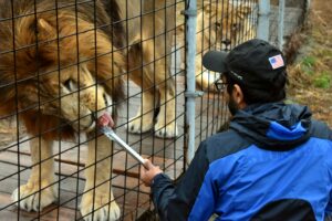 A volunteer using tongs feeds treats to a lion through a fence.