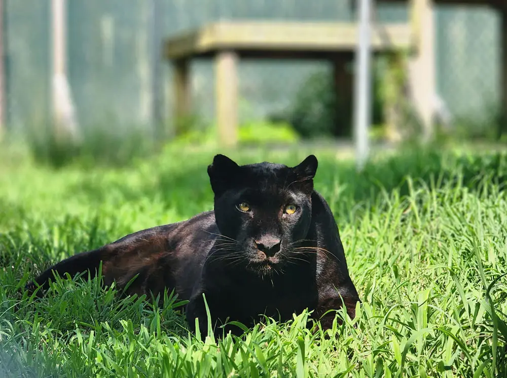 Violet Leopard sitting in the grass