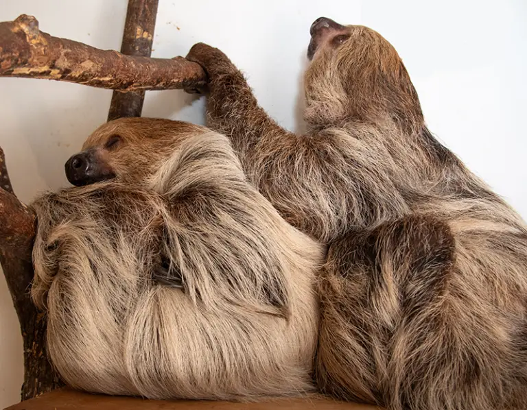 Pair of Linnaeus's Two-Toed Sloths sitting together