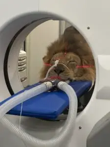 Anesthetized male lion getting CT scan