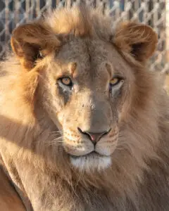 Kabaka Lion
