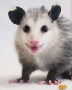 Scrump Virginia Opossum looking at the camera with treats at her feet.