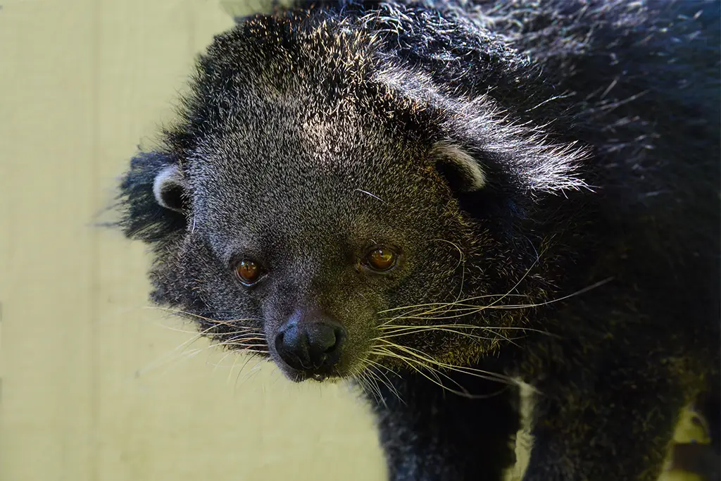 Jerry Binturong