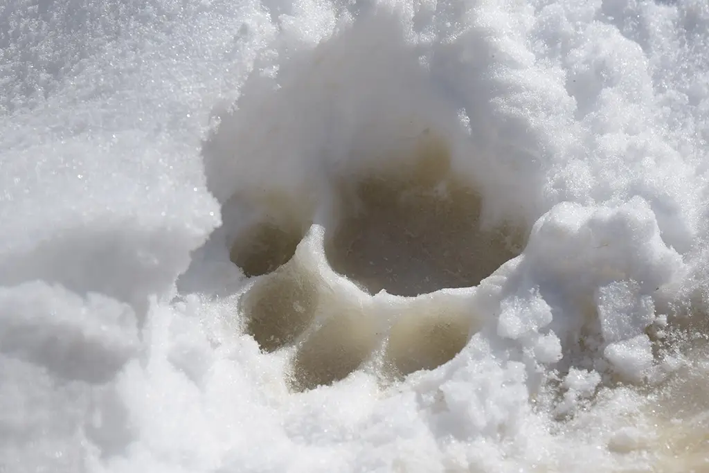 Wolf paw print in the snow