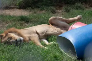 A lioness relaxes in the grass beside some toys.