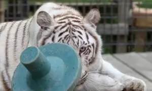 A white tiger peeks around a toy.