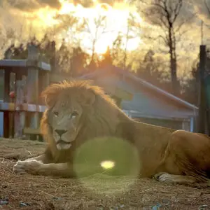 Enoch Lion in his newly renovated habitat