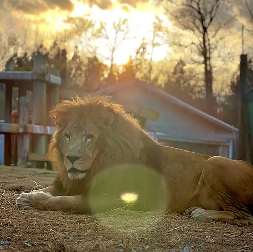 Enoch Lion in his newly renovated habitat