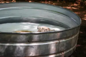 A white tiger peeks at the camera from her pool.