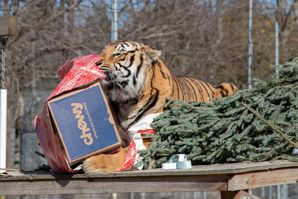 A tiger opens a gift beside a Christmas tree.