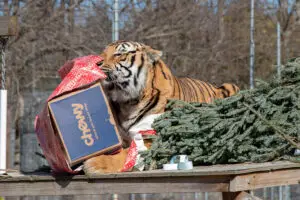 A tiger opens a gift beside a Christmas tree.