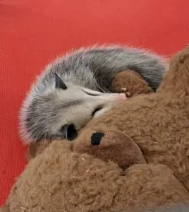 A young opossum cuddles with a teddy bear.