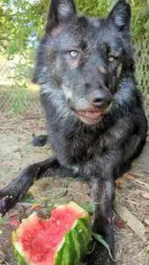 A gray wolf pauses in between bites of a watermelon.