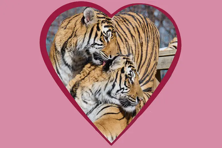 Tigers in heart shape with pink background