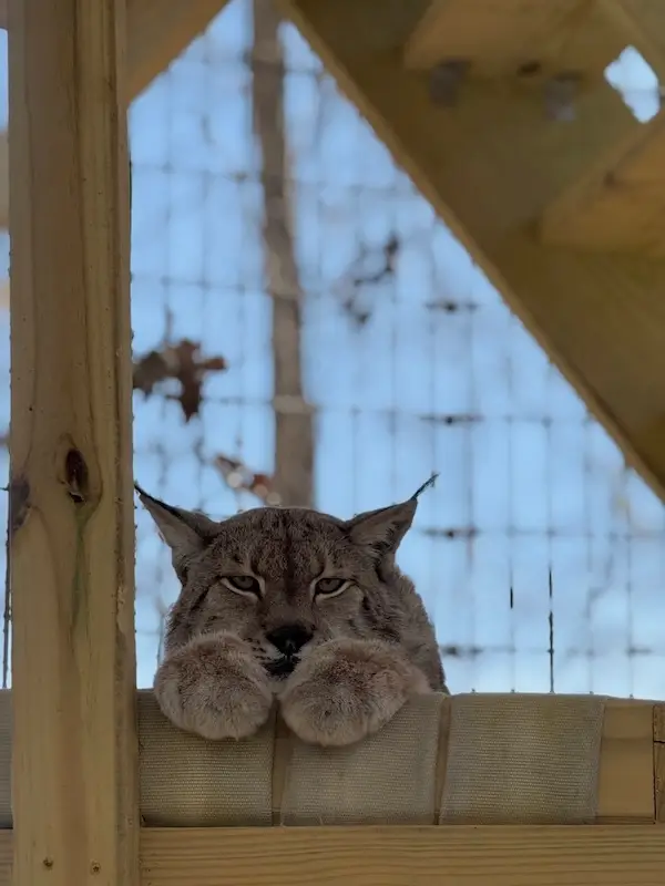 A lynx peers down from a perch.