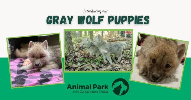 Three photo collage introducing wolf puppies with Animal Park logo