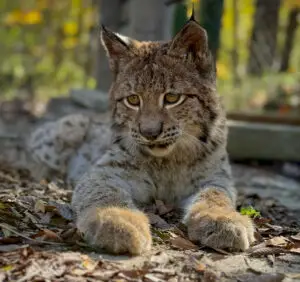 Ruckus Eurasian Lynx