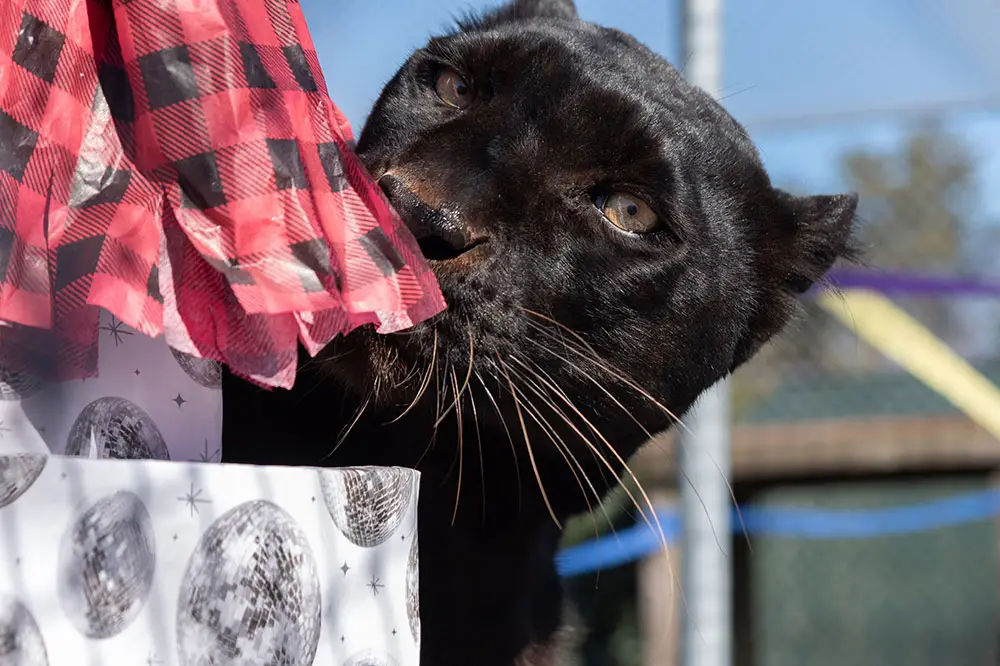Violet Leopard enjoying a gift at Tree Toss