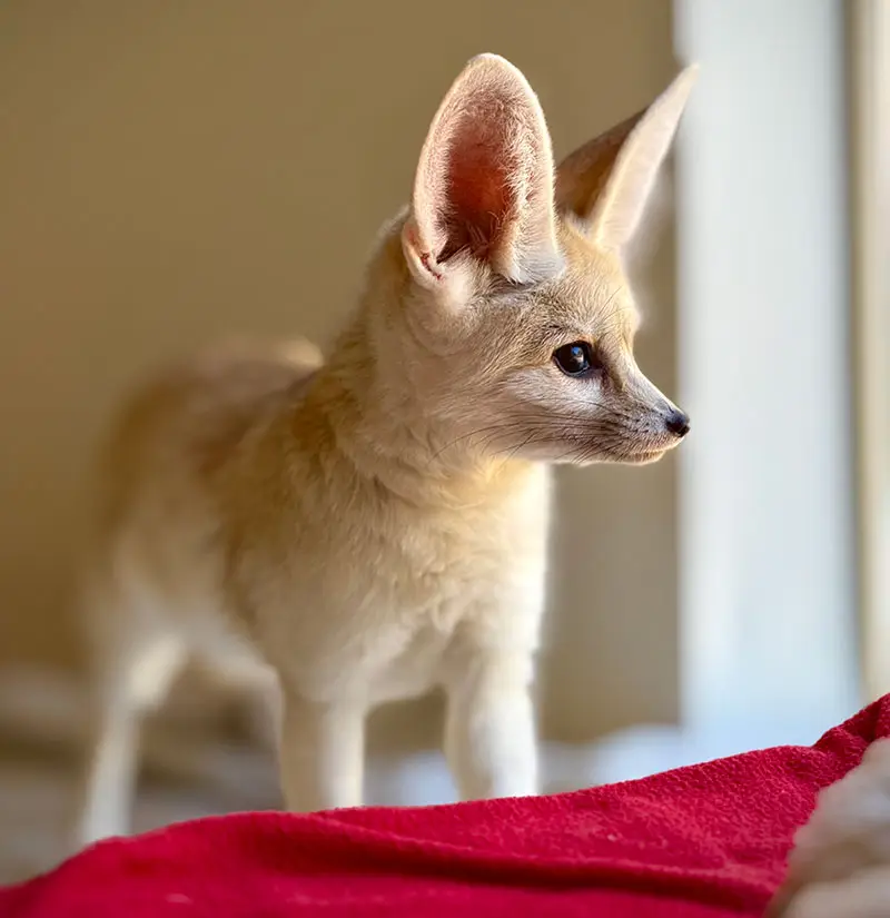 Tito Fennec Fox looking out of a window