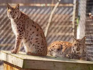 Katerina and Oksana Eurasian Lynx