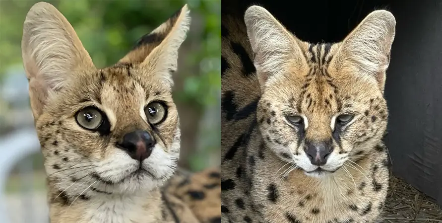 Mia and Milo serval