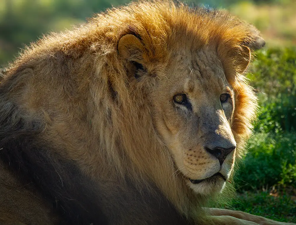 Enoch Lion