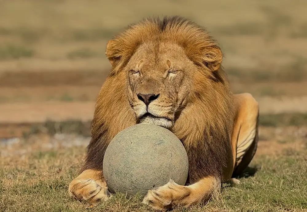 Omot Lion with enrichment ball