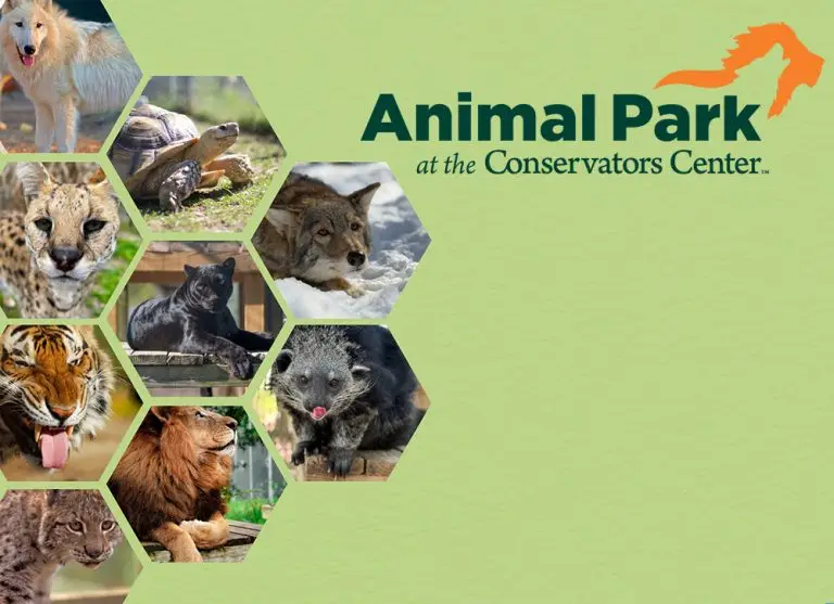 Green background with octagonal photos of animals from the animal park on the left, with Animal Park logo at the top right