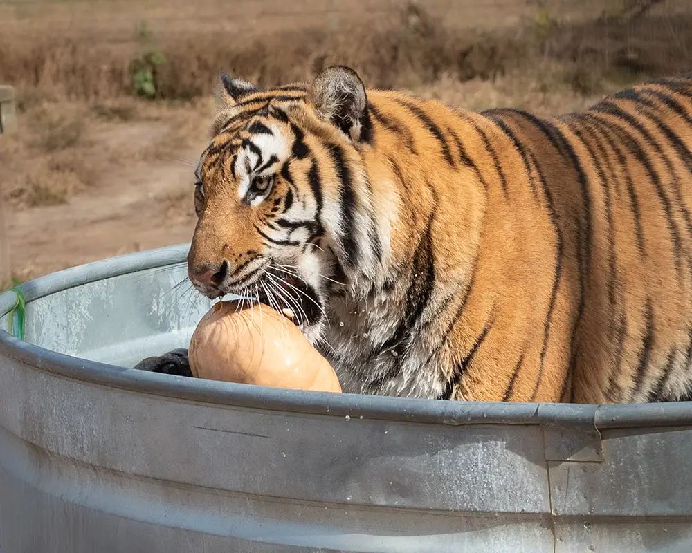 Kaia Tiger enjoying a pumpkin in her pool