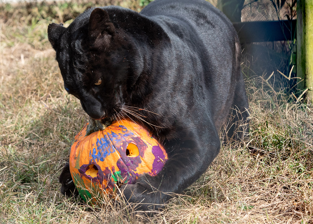 Violet leopard enjoying a decorated pumpkin